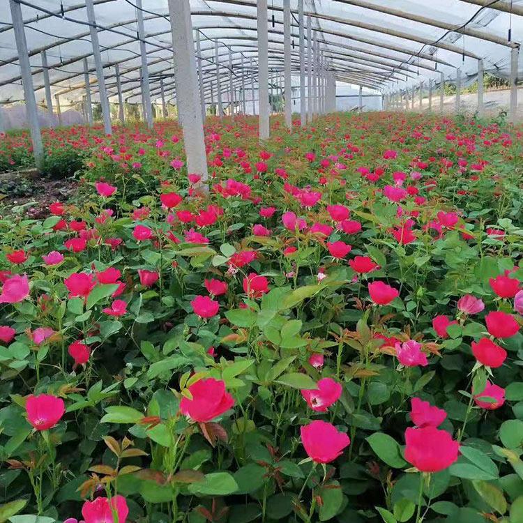 月季苗 丰花月季 顺和花卉 丰花月季小苗基地