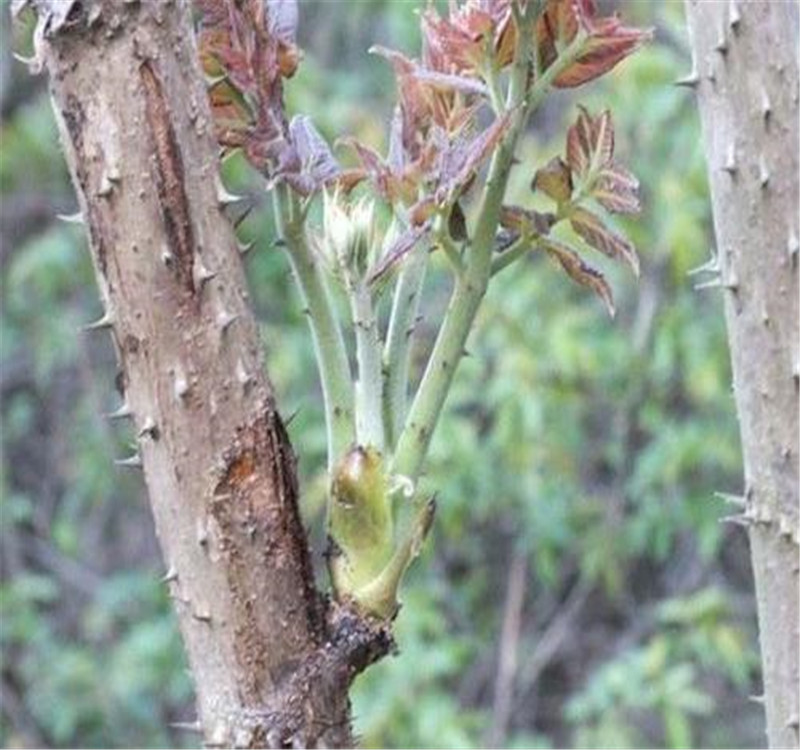 刘家苗圃刺嫩芽苗  价格实惠的刺嫩芽苗批发