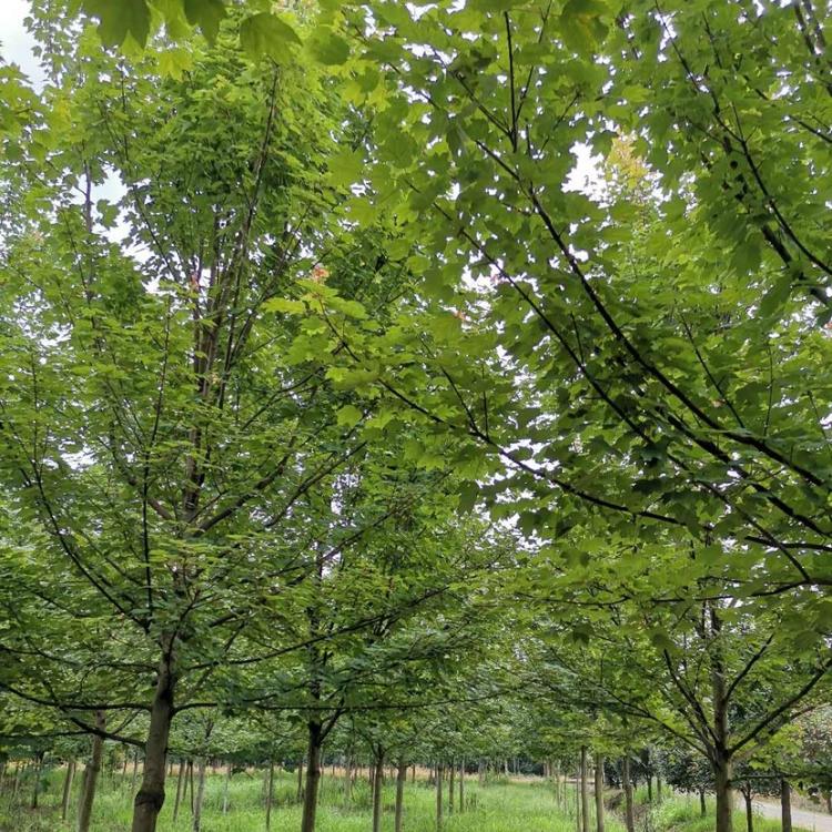 温江红枫苗木批发 温江红枫批发价格 温江红枫苗圃价格