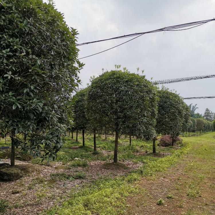 温江桂花苗木批发 温江桂花批发价格 温江桂花苗圃价格