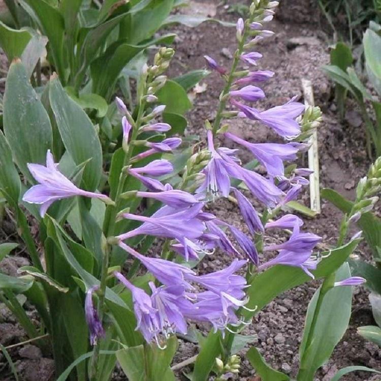 地被绿化紫花玉簪  紫花玉簪种植基地  宿根花卉种植基地