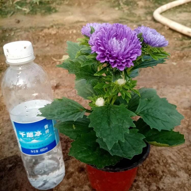 河南翠菊 翠菊供应商 价格优惠