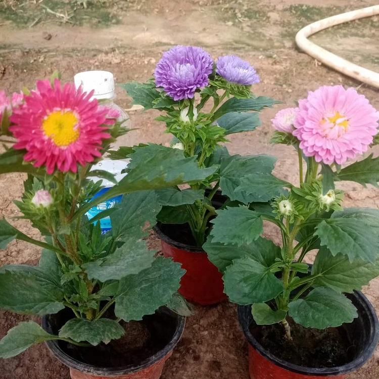 河北翠菊 翠菊供应商 价格合理