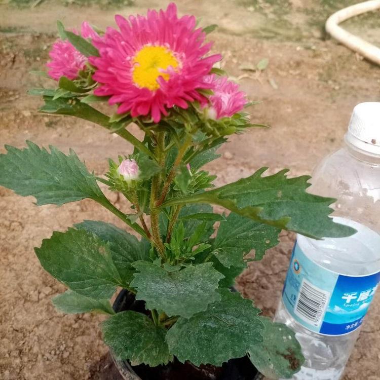 销售翠菊 翠菊小苗 量大从优