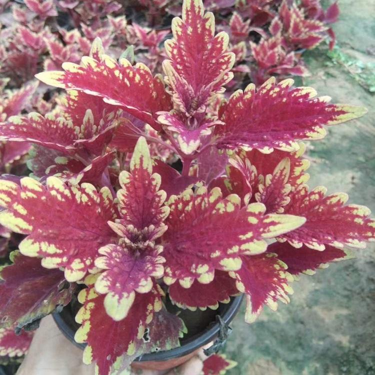 基地出售彩叶草 彩叶草批发商 铭秀花卉