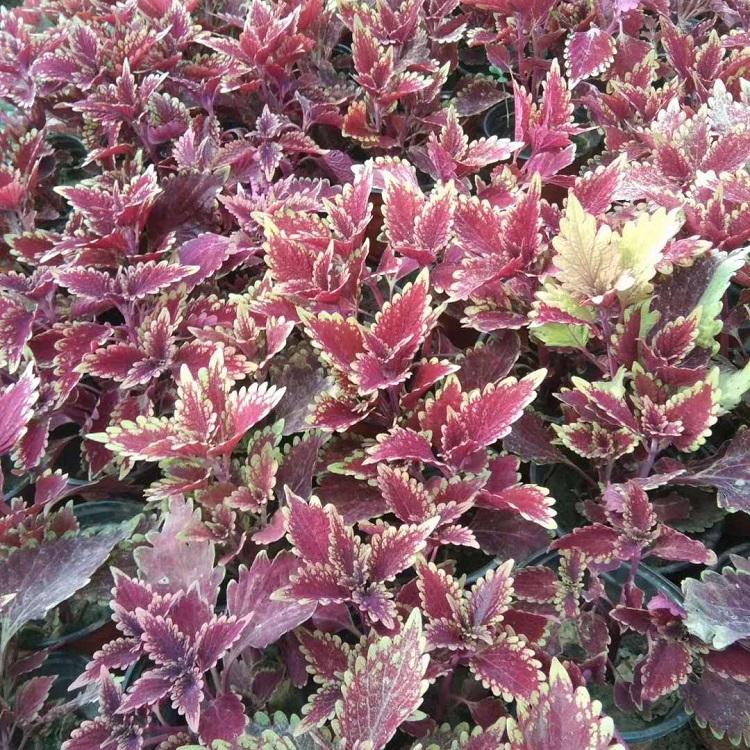 基地直销彩叶草 彩叶草种植基地