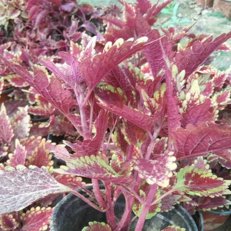 长期供应火焰彩叶草 火焰彩叶草杯苗 观叶植物批发