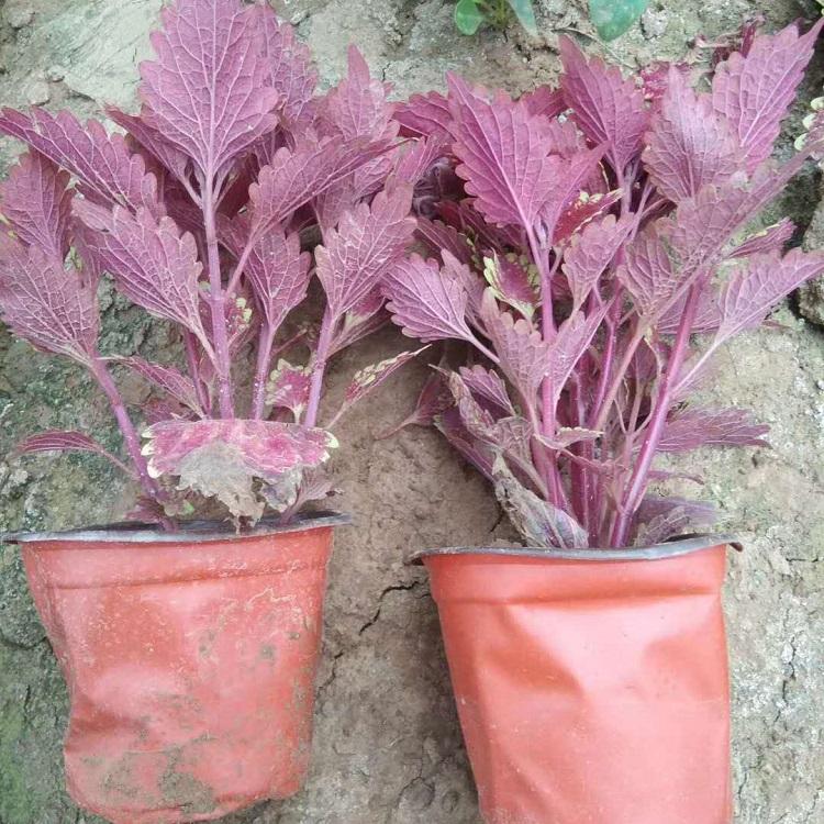 销售彩叶草 彩叶草种植基地 致电询价