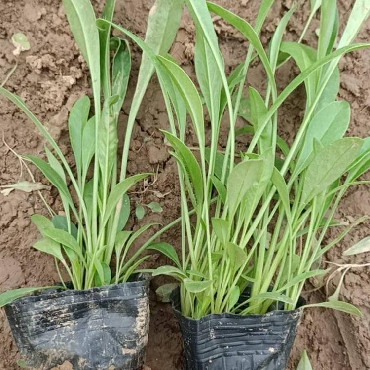 山东金鸡菊杯苗 金鸡菊杯苗报价 苗圃批发