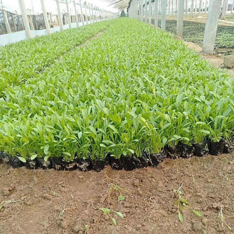 销售金鸡菊小苗 金鸡菊小苗销售商 基地直售