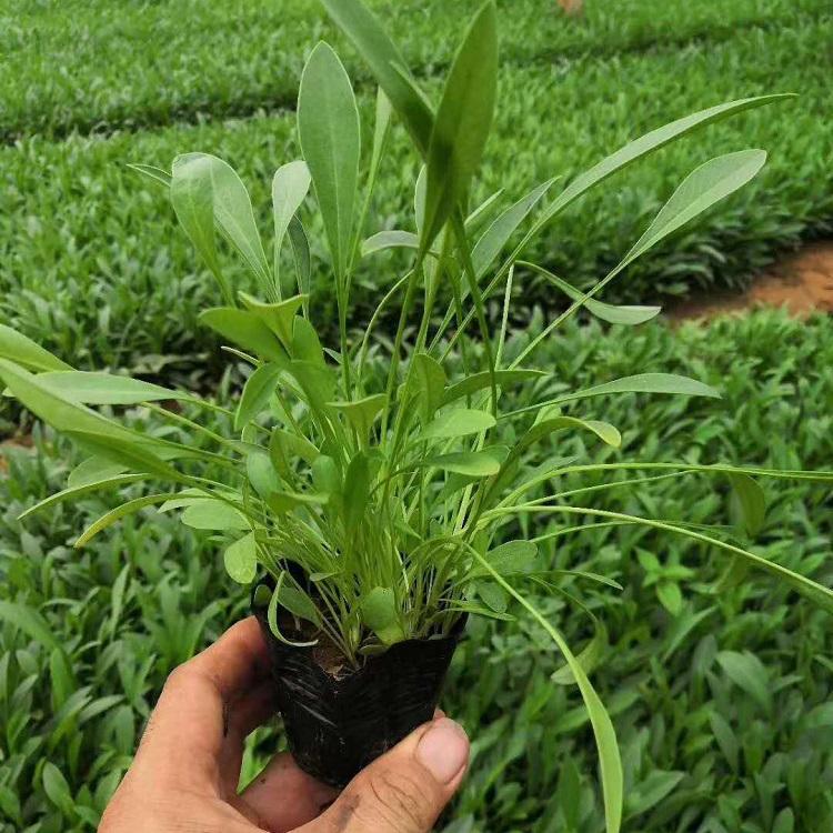 销售金鸡菊杯苗 金鸡菊杯苗供应商 价格从优