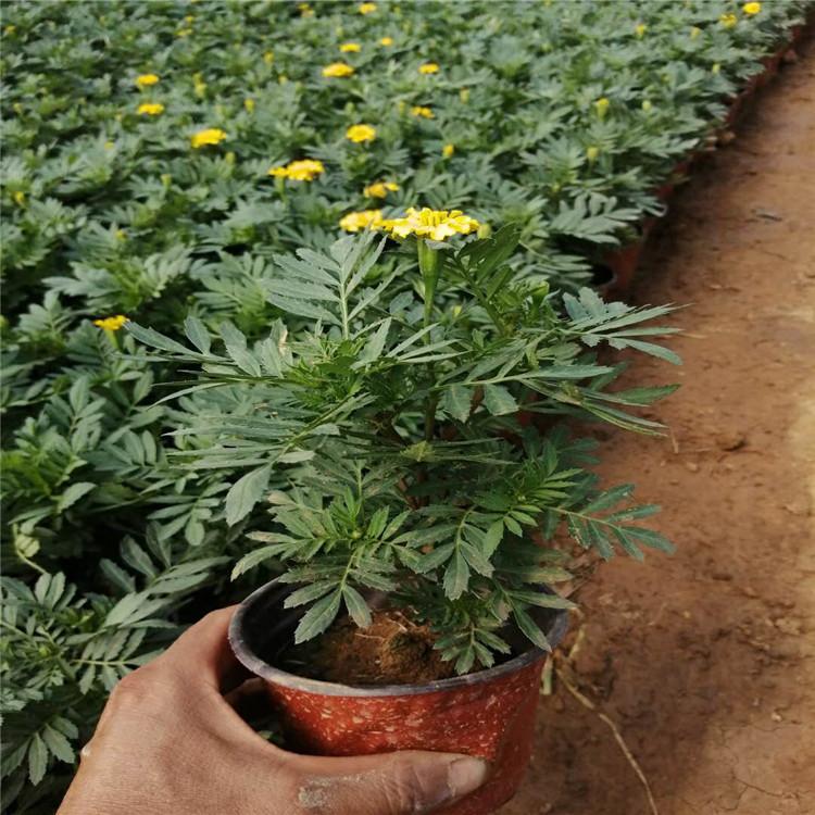 大量种植孔雀草  精品孔雀草批发价格出售