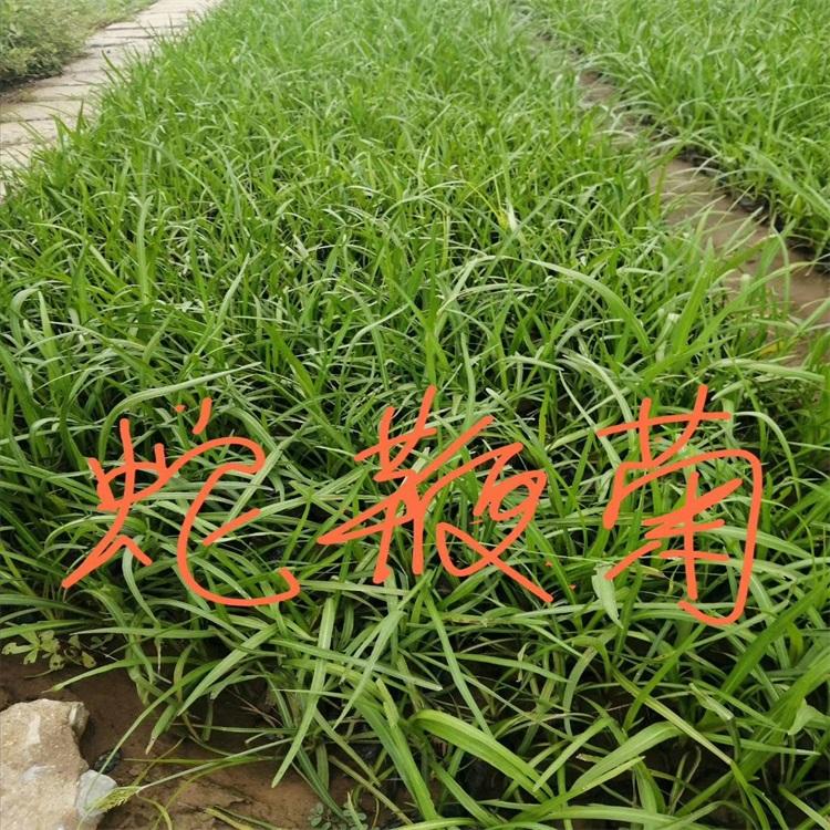 蛇鞕菊价格 山东蛇鞕菊种植基地