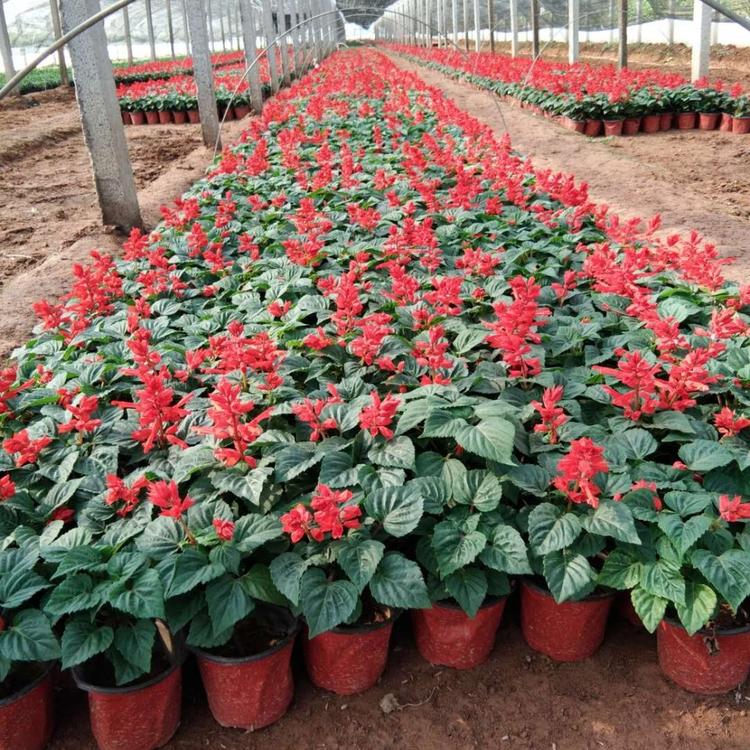 中国草花基地    一串红批发    四季红价格    世纪红价格