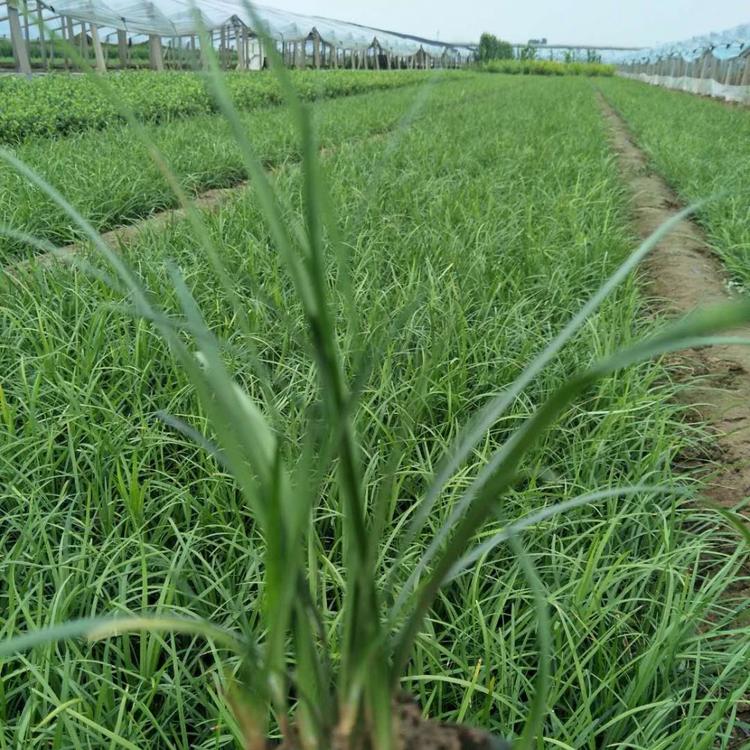 精品草  麦冬草价格  玉龙草批发    涝裕苔草价格