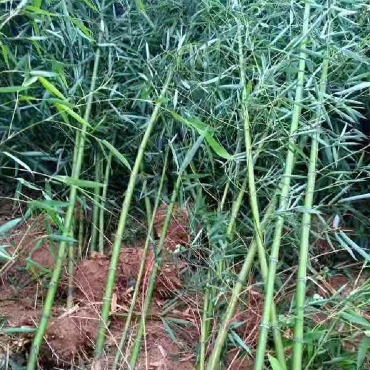 竹子价格表 山东竹子种植基地
