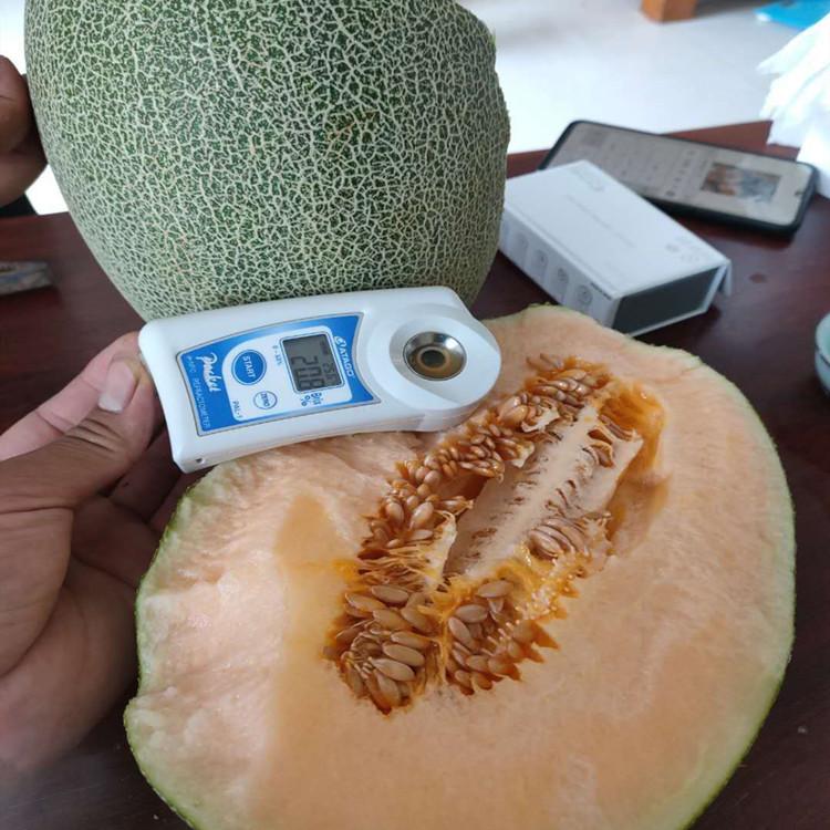 耐旱抗死棵君网蜜二十五哈密瓜种   君网蜜二十五哈密瓜种种苗基地欢迎选购