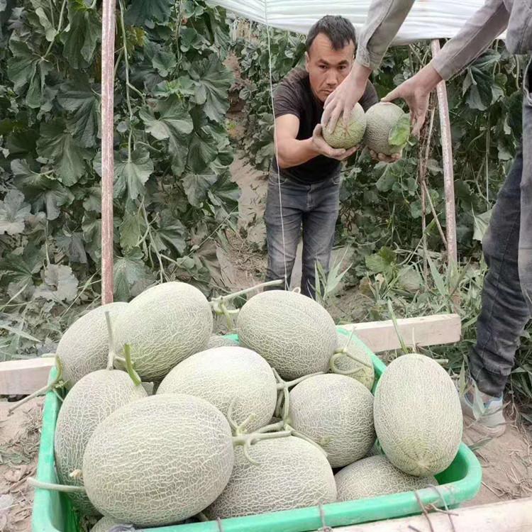 温室种植君网蜜二十五哈密瓜种   君网蜜二十五哈密瓜种种苗基地欢迎选购