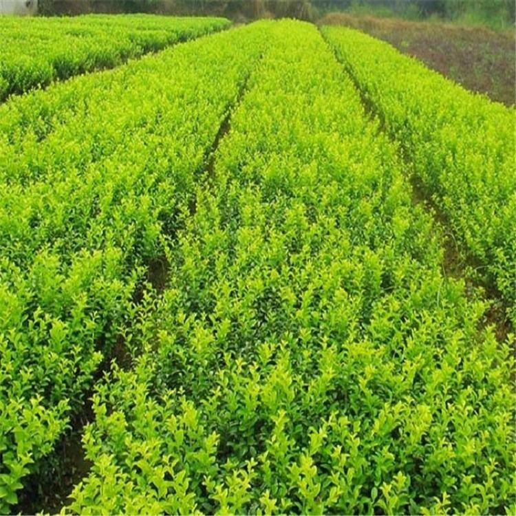 道路绿化用 大叶黄杨  大叶黄杨种植基地