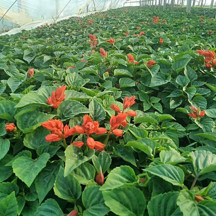 一串红量大优惠 一串红 基地直销一串红 陕西一串红基地