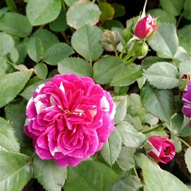 青州大花香水月季 大花月季苗 基地培植批发 月季花批发