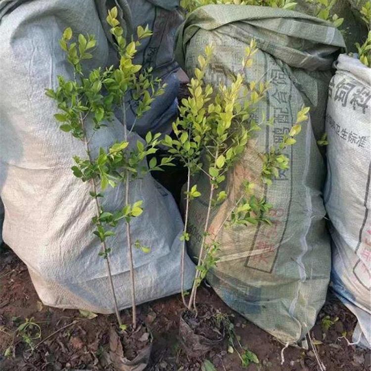 金叶女贞培育基地 潍坊金叶女贞杯苗 50厘米高金叶女贞杯苗