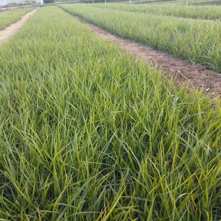批量销售狼尾草 狼尾草培育基地 直销狼尾草基地
