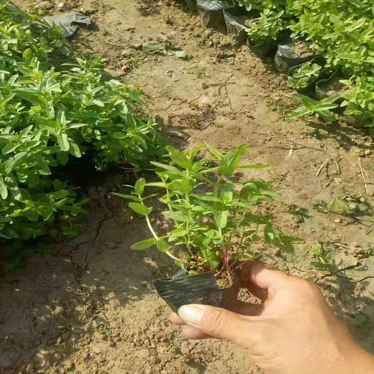 千屈菜量大优惠 千屈菜价格 千屈菜供应 欢迎致电预定