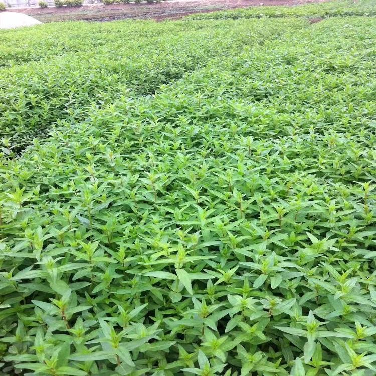 千屈菜绿化苗 千屈菜报价 千屈菜批发 观花千屈菜