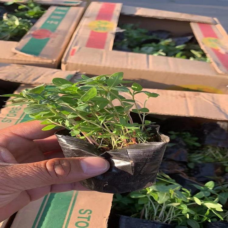 千屈菜绿化苗 千屈菜报价 千屈菜批发 大量供应基地