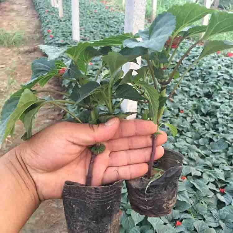 一串红 一串红价格 树庆批售