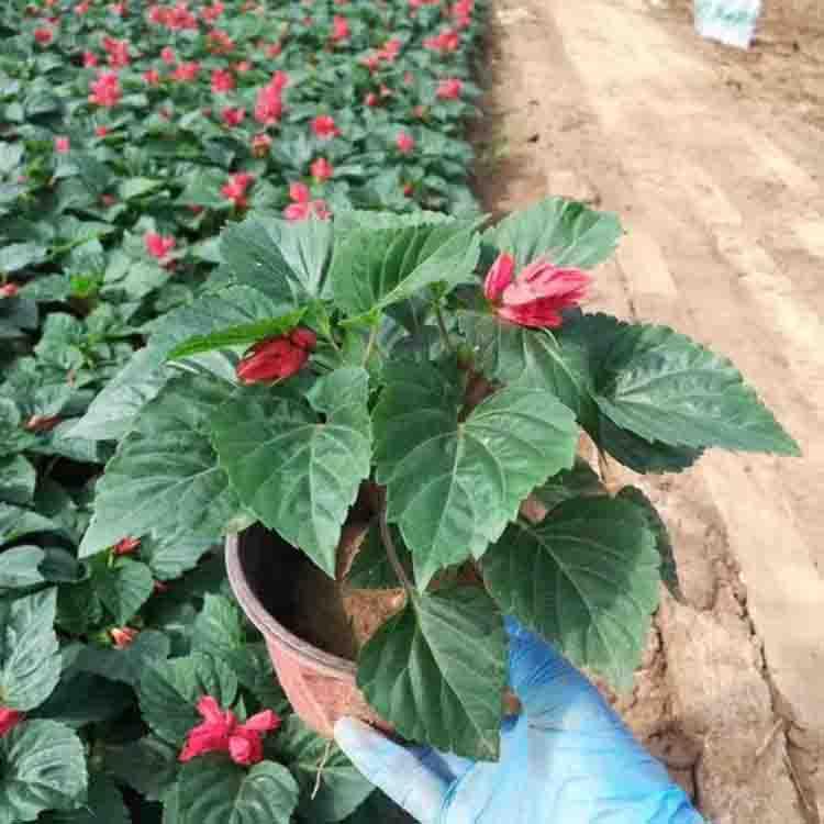 一串红盆栽 一串红批发商 山东一串红