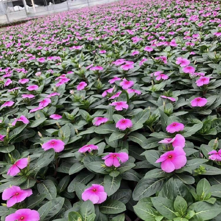 天天开行情  天天开种植基地