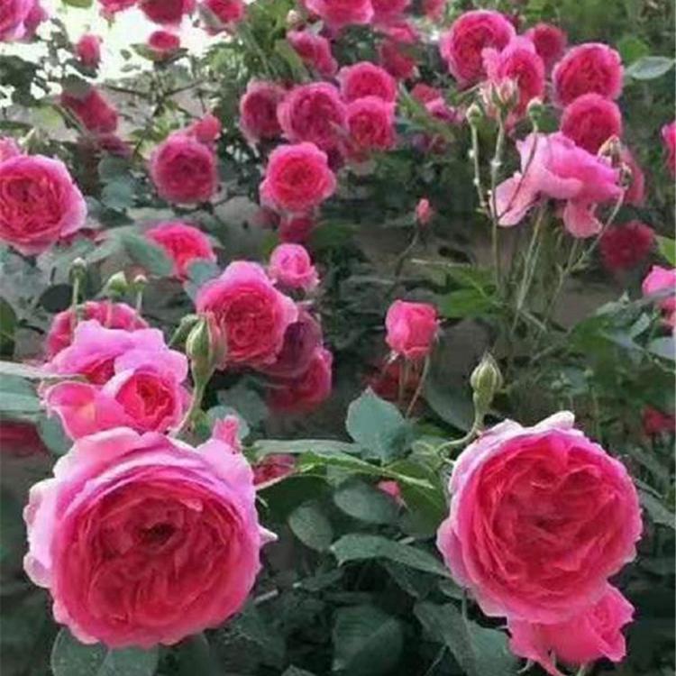 青州大花月季 香水月季小苗 欣美花卉 大花月季价格