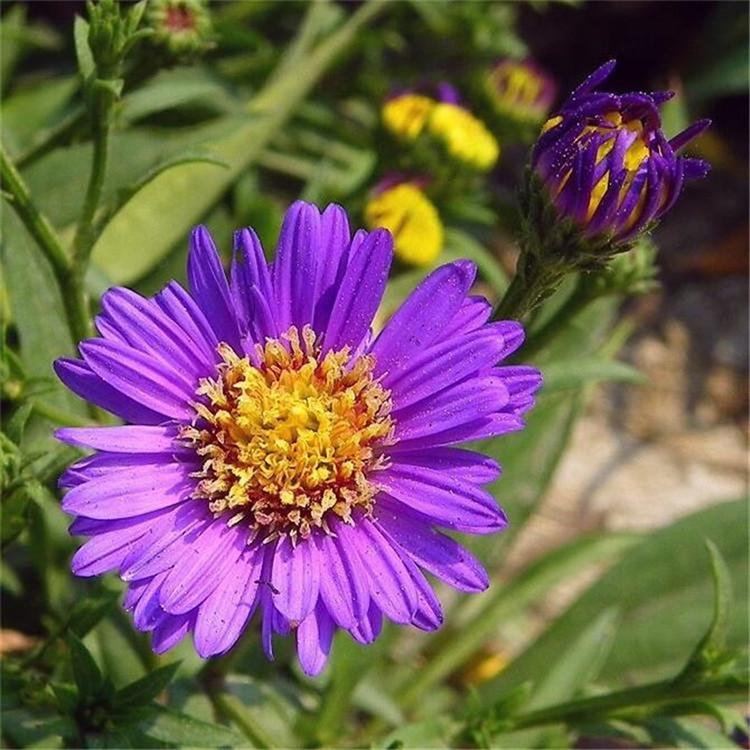 价格合理紫菀小苗 山东紫菀批发价格 紫菀小苗