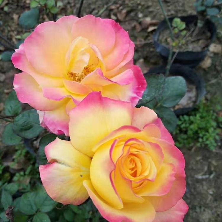 月季花批发 青州大花月季 基地培植批发 大花香水月季苗