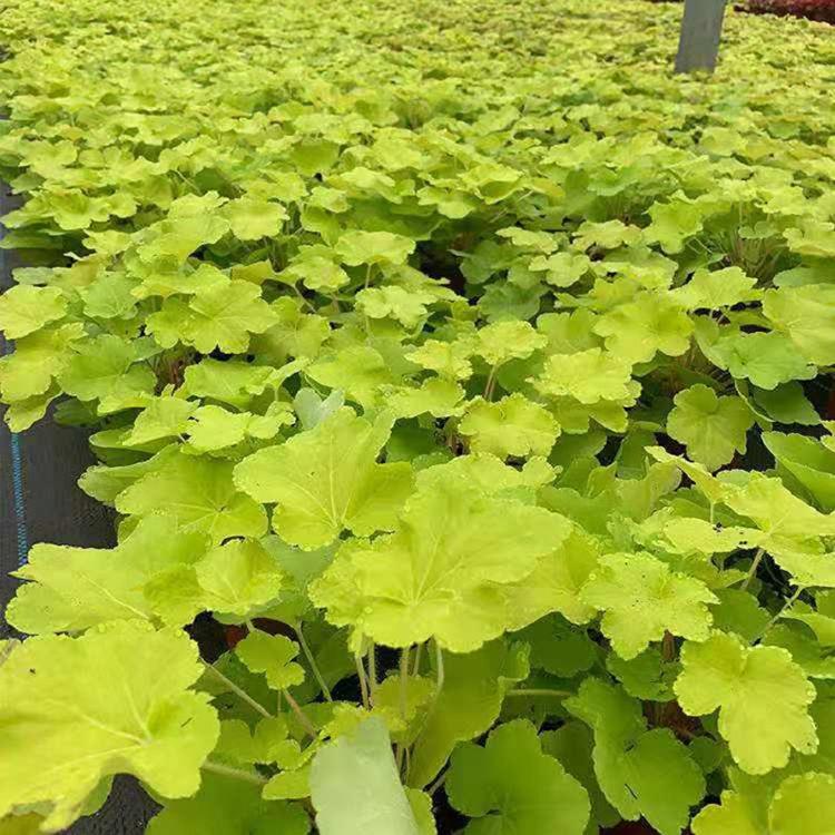 基地种植 双色盆矾根 山东宿根草花 双色盆矾根供应商
