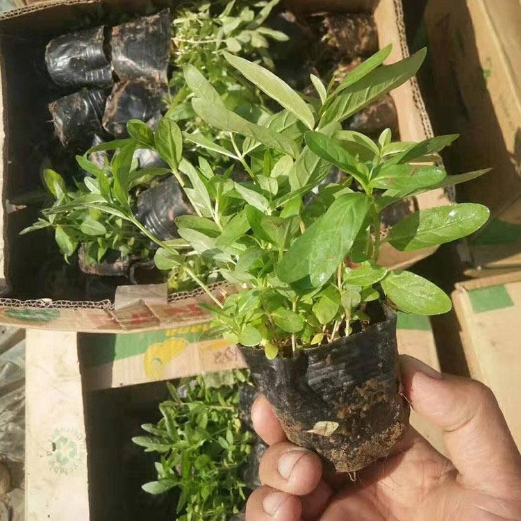 经销商报价 千屈菜基地大量批发 青州千屈菜杯苗