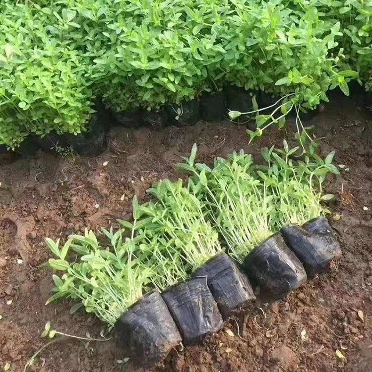 千屈菜苗培育 经销商报价千屈菜杯苗 河北千屈菜杯苗