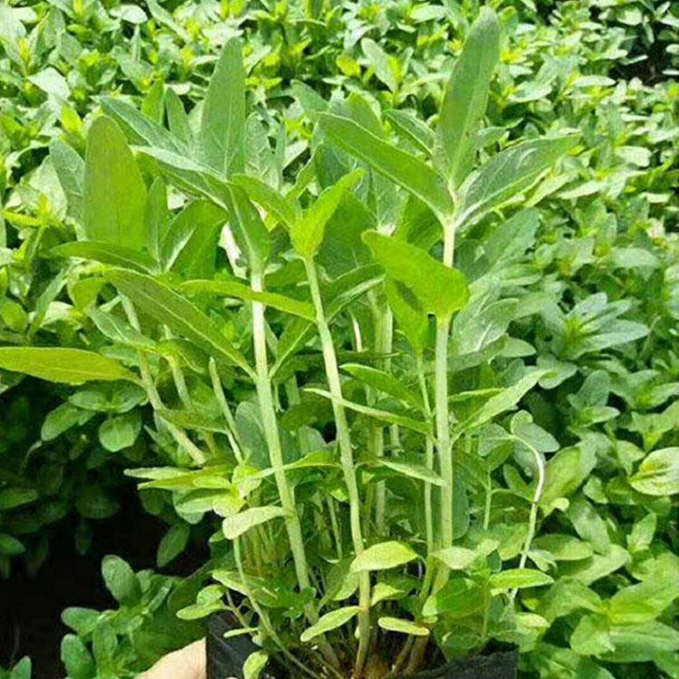 潍坊千屈菜杯苗 量大优惠 潍坊千屈菜批发