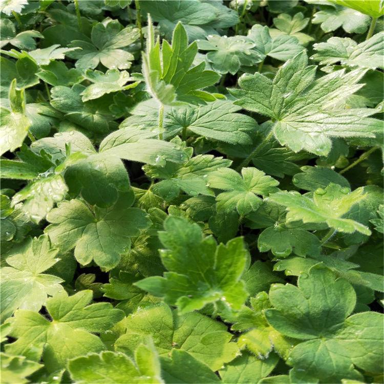 欣美园艺 翠雀 宿根花卉基地 供应大花飞燕草