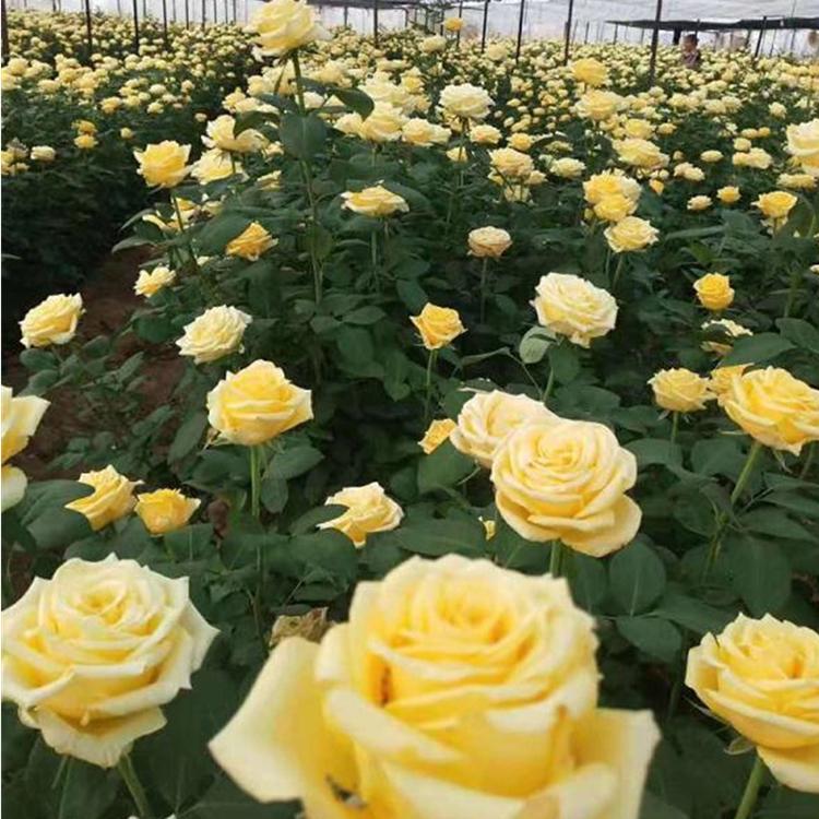 山东大花香水月季 大花香水月季苗 批发供应 大花香水月季批发