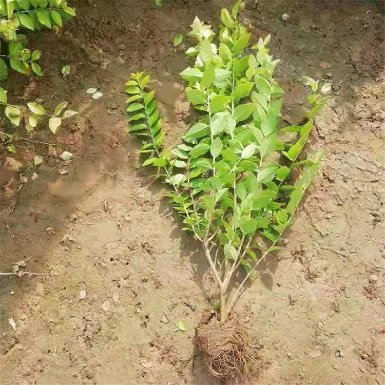 欣美基地花卉 青州金叶女贞批发 金叶女贞工程苗