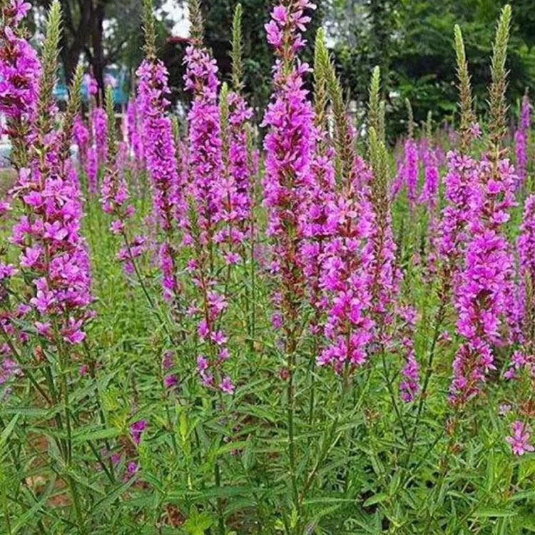 千屈菜基地直销 基地直销千屈菜小苗 山西千屈菜小苗