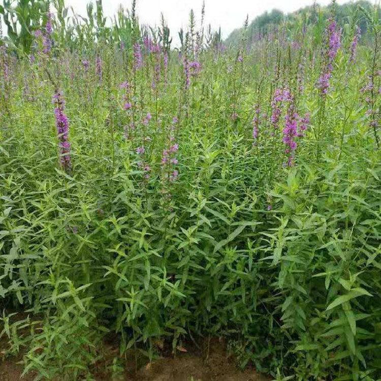 千屈菜苗培育 基地发货千屈菜种苗 河北千屈菜种苗