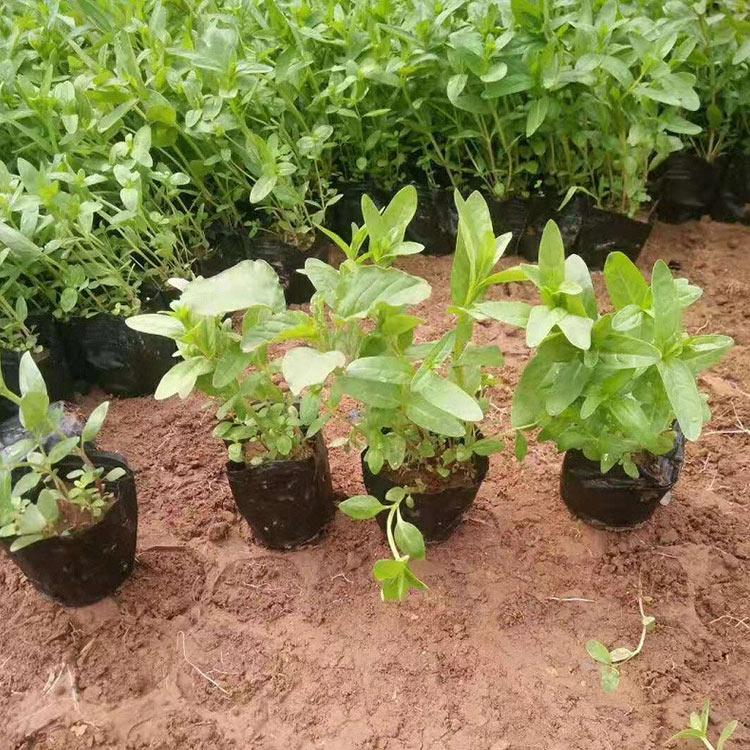 经销商报价 千屈菜基地 河南千屈菜苗