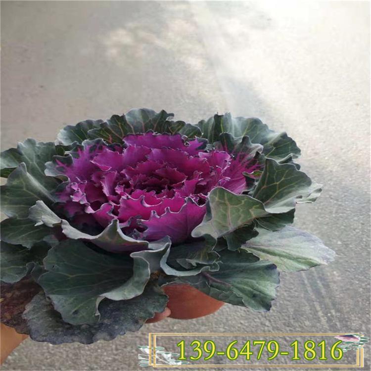 时令草花 不怕冻花卉 青州草花 羽衣甘蓝 冬季花海