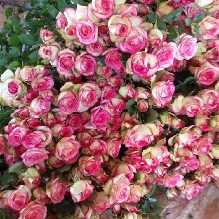 山东大花月季小苗 大花香水月季苗 欣美花卉 月季花批发