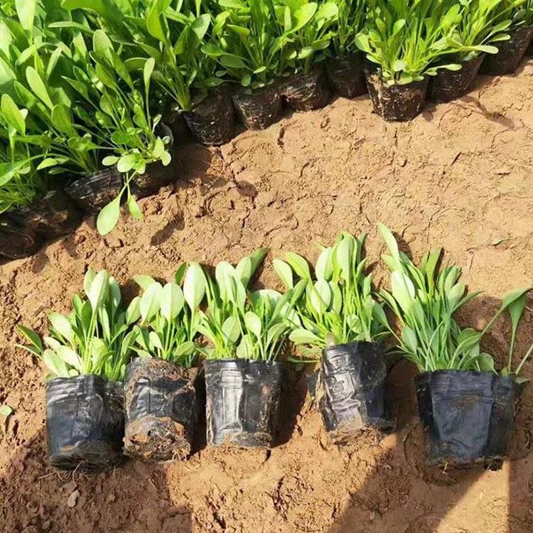大量出售金鸡菊 青州花卉苗木批发 金鸡菊种植基地