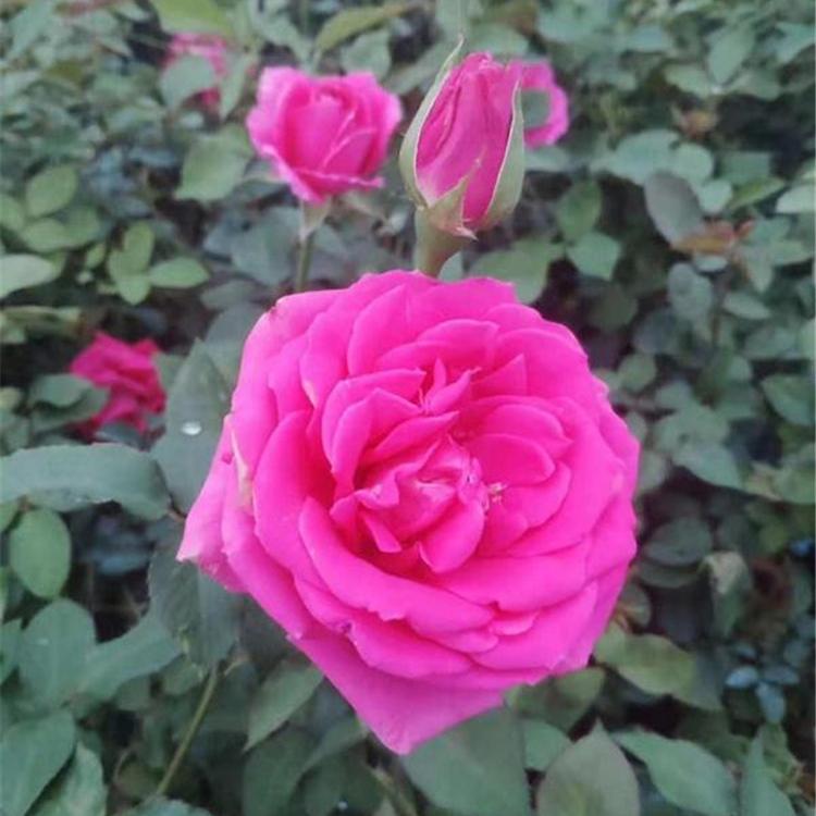 青州大花香水月季 月月红小苗 大量供应 大花月季价格